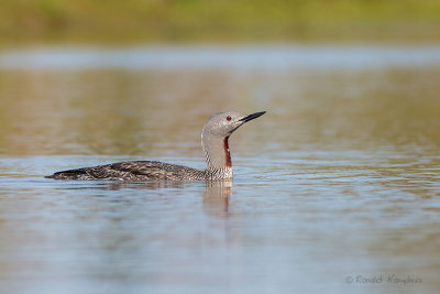 Red throuted Loon - Roodkeelduiker