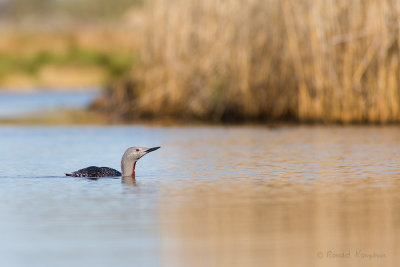 Red throuted Loon - Roodkeelduiker