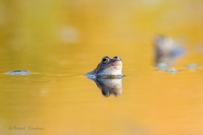 Moor Frog - Heikikker