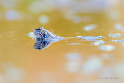 Moor Frog - Heikikker