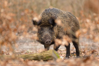 Wild Boar - Wild zwijn