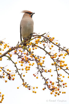 Bohemian Waxwing - Pestvogel