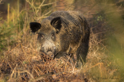 Wild Boar -Wild zwijn 