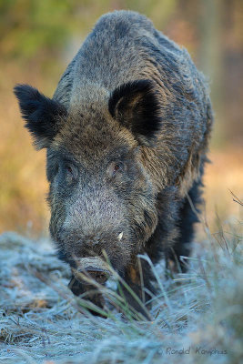 Wild Boar -Wild zwijn 