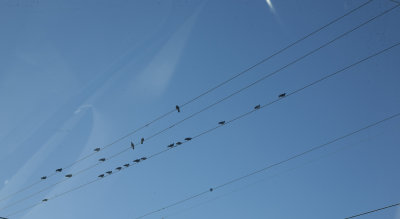 Wired birds