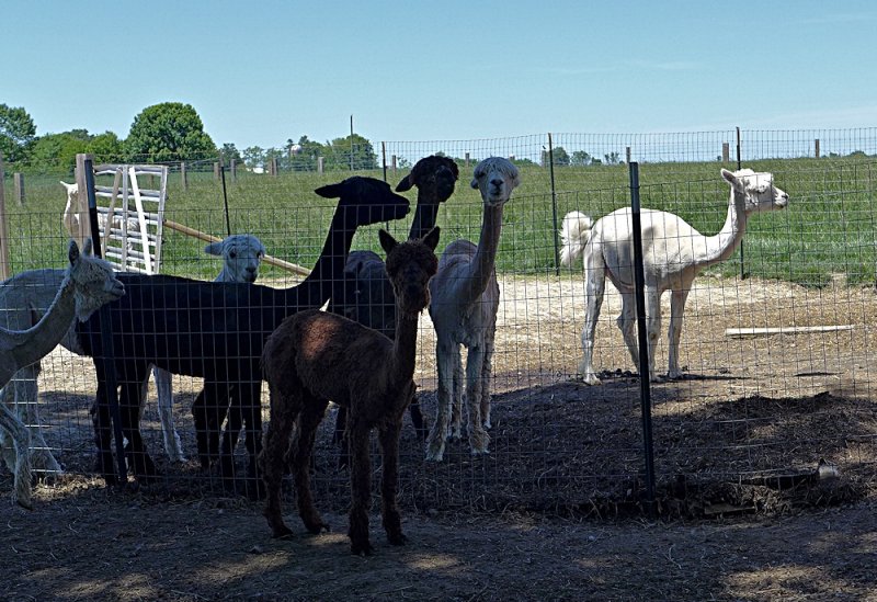 Alpacas - 3.jpg