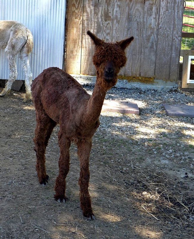 Alpacas - 6.jpg