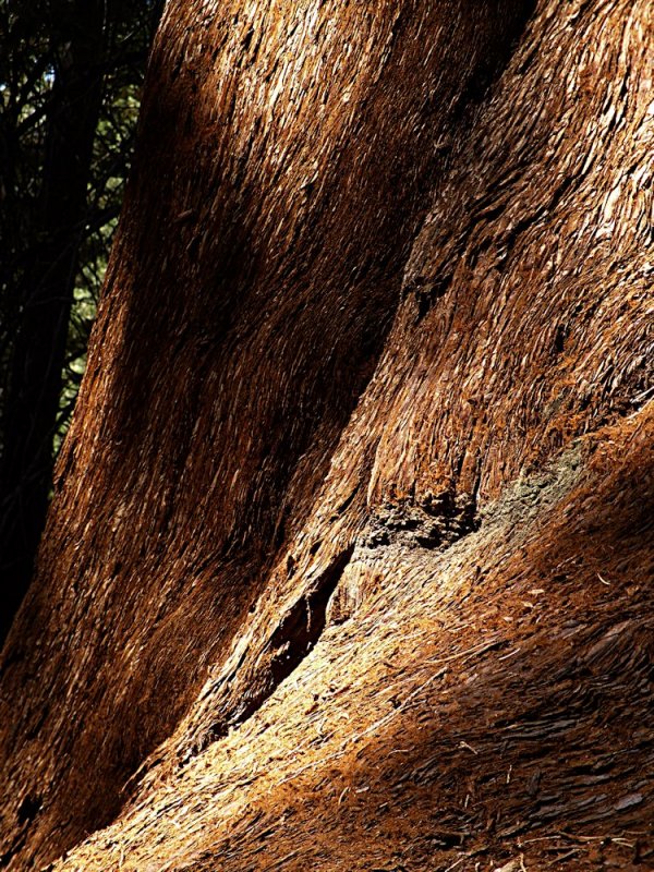 Amys Tree - Same Color as Her Hair.jpg