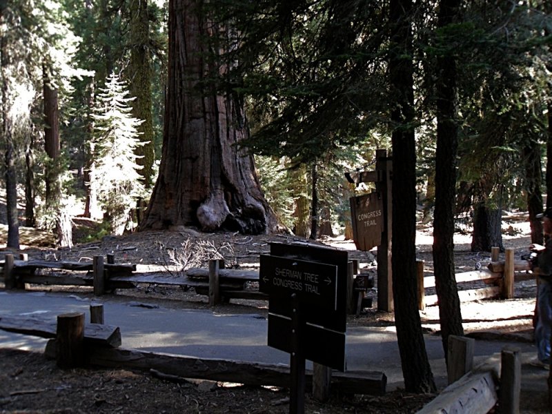 General Sherman-Congress Trail.jpg