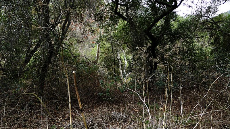  Elfin Forest Jan 20014 - 14.jpg
