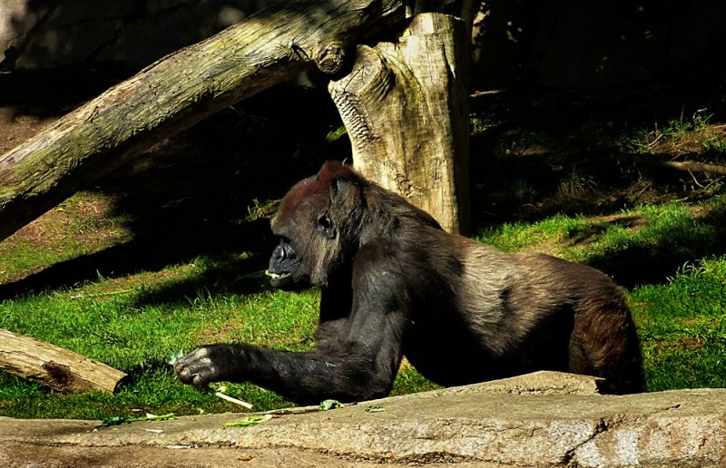 Gorilla - 1.jpg