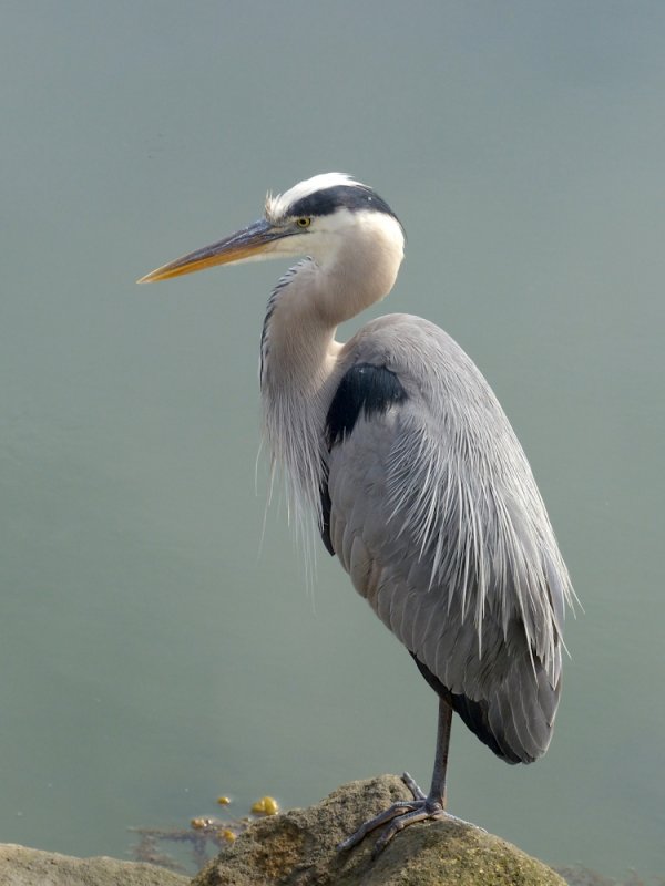 Heron - 3.jpg