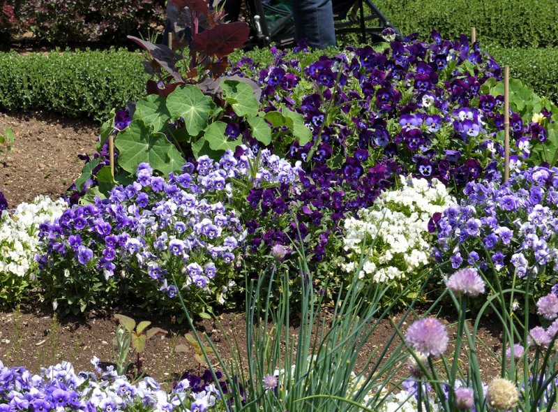 Filoli Gardens - 15.jpg