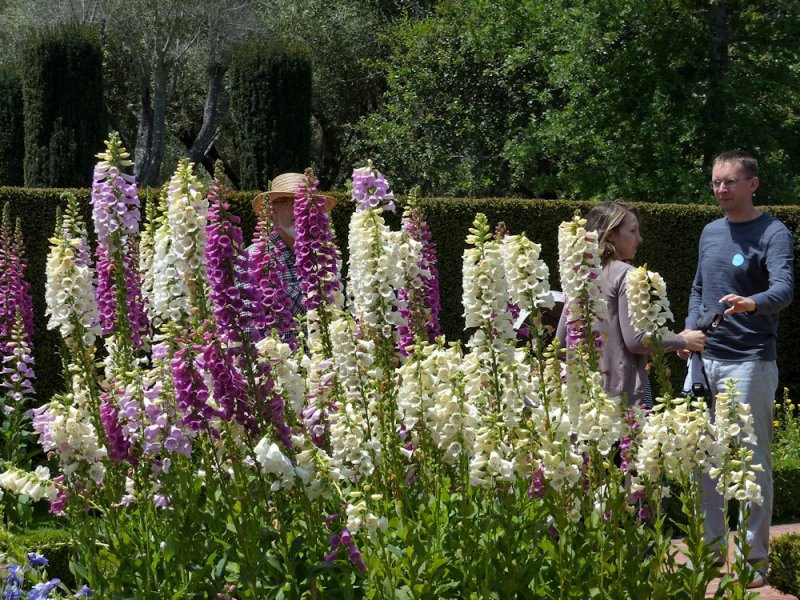Filoli Gardens - 18.jpg