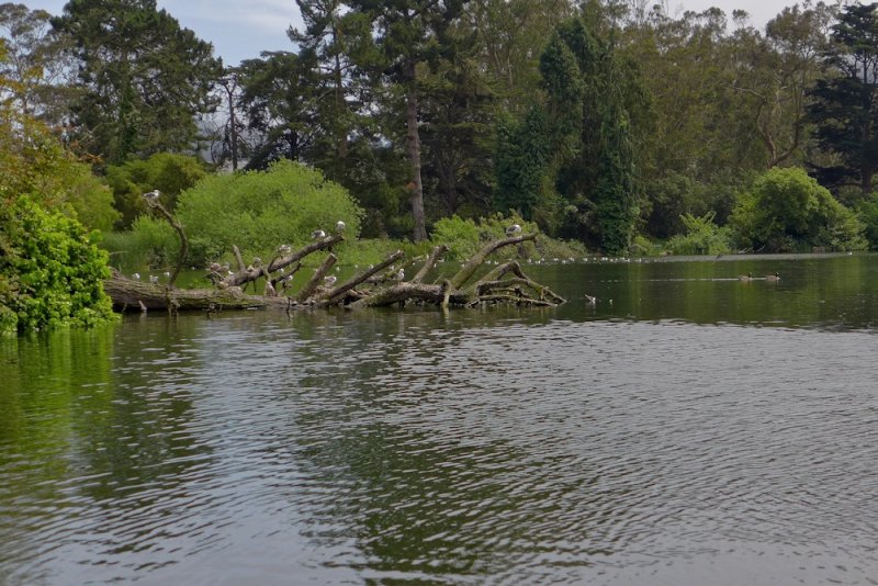 GG Park - 7.jpg