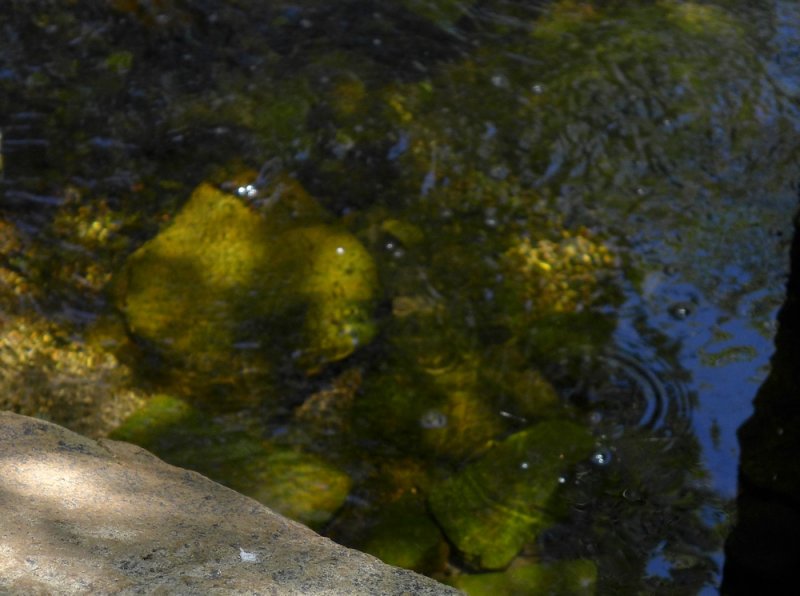 Pond Abstract - 2.jpg