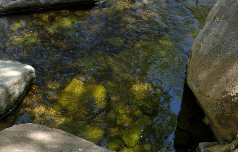 Pond Abstract - 3.jpg