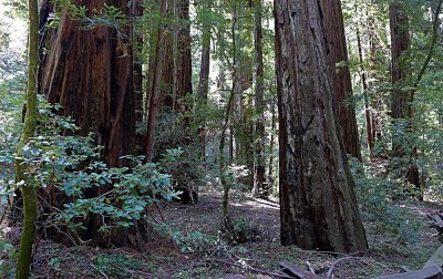 Armstrong Grove - 1.jpg