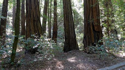 Armstrong Grove - 2.jpg