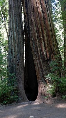 Armstrong Grove - 6.jpg