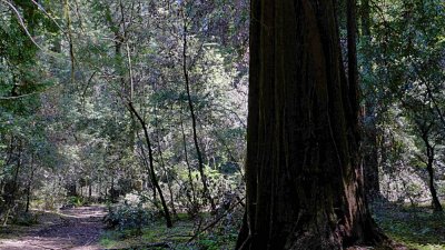 Armstrong Grove - 7.jpg