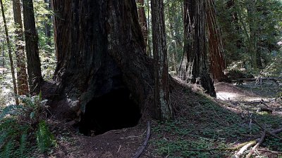 Armstrong Grove - 10.jpg