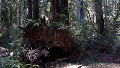 Armstrong Grove - 12.jpg