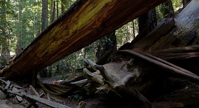 Armstrong Grove - 19.jpg