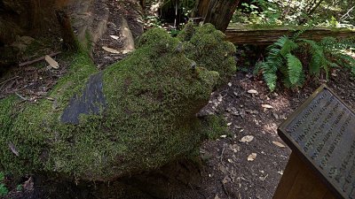 Armstrong Grove - 26.jpg