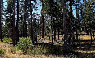 Sequoia Scene - 3.jpg