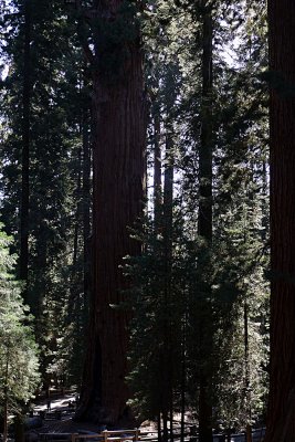 General Sherman - Worlds Largest Tree - 2.jpg