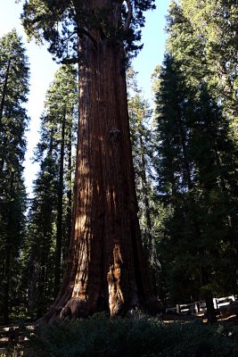 General Sherman - Worlds Largest Tree - 4.jpg