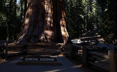 General Sherman - Worlds Largest Tree - 5.jpg