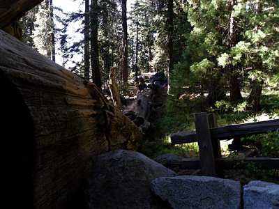 General Sherman Grove - Fallen Tree.jpg