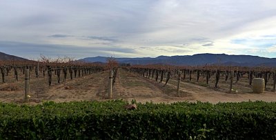 Renzoni Winery - Vineyard - 1.jpg