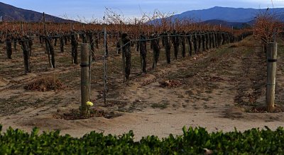 Renzoni Winery - Vineyard - 2.jpg