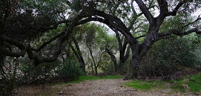 Elfin Forest Jan 2014 - 25.jpg