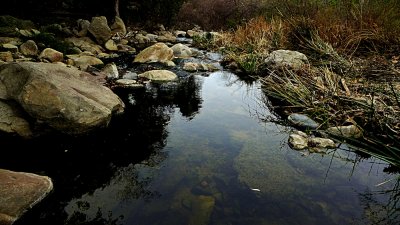 Elfin Forest Jan 2014 - 39.jpg