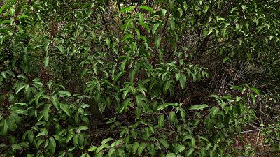 Elfin Forest Jan 20014 - 13.jpg