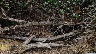 Elfin Forest Jan 2014 - 11.jpg