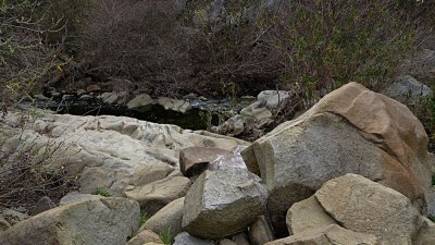 Elfin Forest Jan.jpg