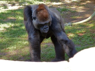 Gorilla - 2.jpg