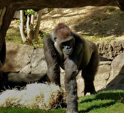 Gorilla - 3.jpg