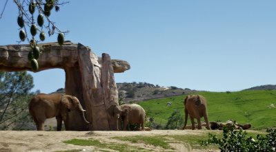 Elephants - 1.jpg
