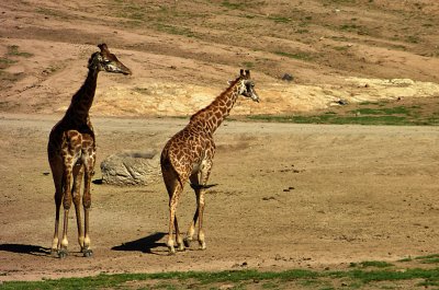 Giraffes_2.jpg