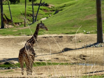 Giraffes_4.jpg