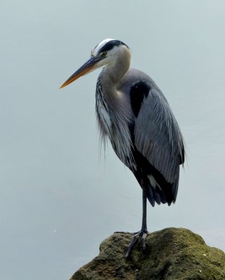 Heron-1.jpg