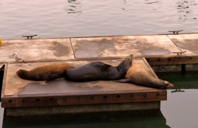 Sea Lions with Bird - 2.jpg