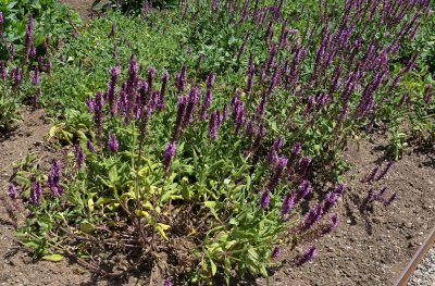 Filoli Gardens - 11.jpg
