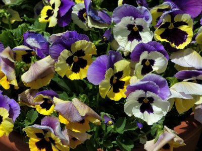 Filoli Gardens - 14.jpg